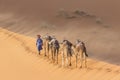 Caravan of camels in the Sahara desert Royalty Free Stock Photo