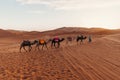 Caravan of camels in Sahara desert, Morocco Royalty Free Stock Photo