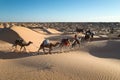 Caravan of camels in the Sand dunes desert of Sahara