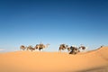 Caravan of camels in the Sand dunes desert of Sahara Royalty Free Stock Photo