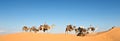 Caravan of camels in the Sand dunes desert of Sahara, South Tunisia Royalty Free Stock Photo