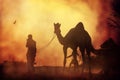 Caravan of camels at sunset in the sand desert.