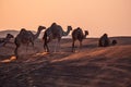 Caravan of camels walking on the hot sand in the desert gleaming under the sunset Royalty Free Stock Photo