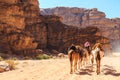 Caravan of camels walking in the Wadi Rum desert in Jordan Royalty Free Stock Photo