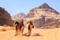 Caravan of camels walking in the Wadi Rum desert in Jordan Royalty Free Stock Photo