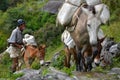 Caravan of donkeys carrying supplies in the Himalayas Royalty Free Stock Photo