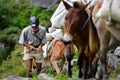 Caravan of donkeys carrying supplies in the Himalayas Royalty Free Stock Photo