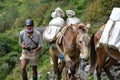 Caravan of donkeys carrying supplies in the Himalayas Royalty Free Stock Photo