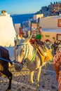 Caravan of donkeys moving narrow cobbled street Oia Santorini Greece