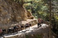 Caravan of donkeys walking down a winding, narrow path, pulling a load of goods. Royalty Free Stock Photo