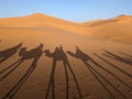 A caravan of dromedaries passing the Sahara desert in the evening