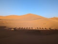 A caravan of dromedaries passing the Sahara desert in the evening