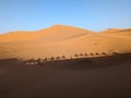 A caravan of dromedaries passing the Sahara desert in the evening Royalty Free Stock Photo