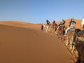 A caravan of dromedaries passing the Sahara desert in the evening