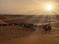 A caravan of dromedaries passing the Sahara desert in the evening