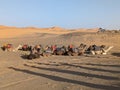 A caravan of dromedaries passing the Sahara desert in the evening