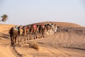 A caravan of dromedaries passing the Sahara desert in the evening