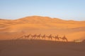 A caravan of dromedaries passing the Sahara desert in the evening