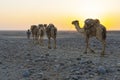 A caravan of dromedaries transporting salt guided by an Afar man in the Danakil Depression in Ethiopia