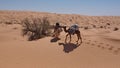 Caravan of camels in the Sahara Desert, in Tunisia