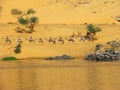 Caravan in the dunes by the Nile river