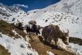 Caravan of dzos (yak hybrids) in Nepal Royalty Free Stock Photo