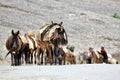 Caravan of horses and donkey near rock mountain in Northern India Royalty Free Stock Photo