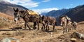 Caravan of mules in nepalese Himalayas Royalty Free Stock Photo