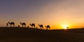 Camel Caravan in the Thar Desert Royalty Free Stock Photo