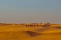 Caravan with tourists among the sand dunes of the desert close up. Dubai 2019.