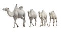 Caravan white camel isolated