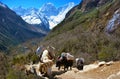 Caravan of yaks carrying load on the way to Gokyo Lakes in Himalayan Mountains, Nepal. Royalty Free Stock Photo