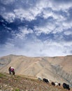 Caravan of yaks in Dolpo, Nepal Himalaya