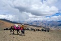 Caravan of yaks in Dolpo, Nepal