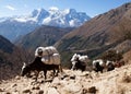 Caravan of yaks going to Everest base camp Royalty Free Stock Photo