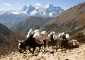 Caravan of yaks going to Everest base camp Royalty Free Stock Photo