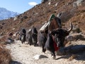 Caravan of yaks going to Everest base camp Royalty Free Stock Photo