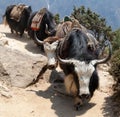 Caravan of yaks going to Everest base camp Royalty Free Stock Photo