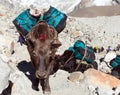 Caravan of yaks with goods - nepal himalayas mountains