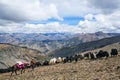 Caravan of yaks Royalty Free Stock Photo