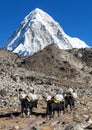 Caravan of yaks mount Pumo ri Nepal Himalayas mountains Royalty Free Stock Photo