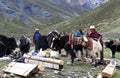 Caravan of yaks, Nepal