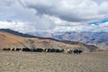 Caravan of yaks Royalty Free Stock Photo