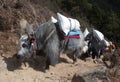 Caravan of yaks in the Nepal Himalaya