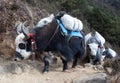 Caravan of yaks in the Nepal Himalaya