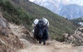 Caravan of yaks in the Nepal Himalaya