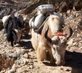 Caravan of yaks - Nepal Himalayas mountains Royalty Free Stock Photo