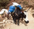 Caravan of yaks - Nepal Himalayas mountains