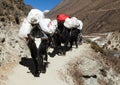 Caravan of yaks - Nepal Himalayas mountains