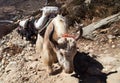 Caravan of yaks - Nepal Himalayas mountains Royalty Free Stock Photo